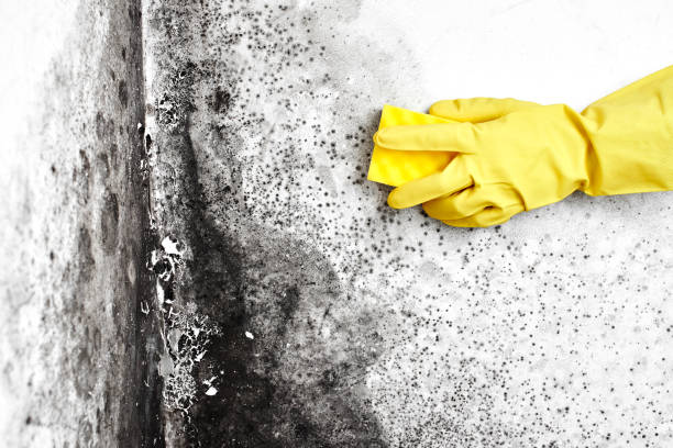 Why You Should Choose Our Mold Remediation Services in Byram, MS